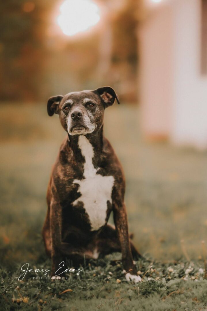 A dog sitting in the grass looking at something.